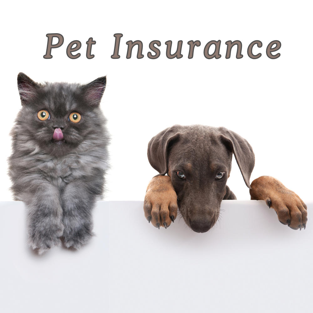 Pet Insurance